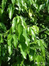 Image result for Sterculia subviolacea