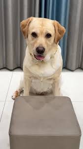 #smartdogs #labrador #foryou