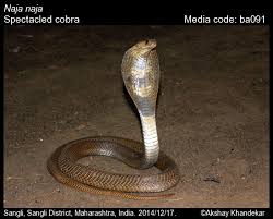 Image result for Najas horrida