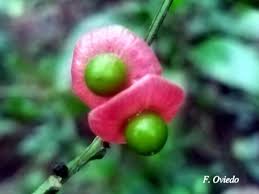 Image result for Heisteria