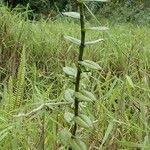 Image result for Solenangis