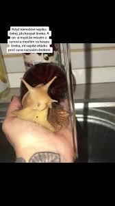 Image result for pokoutnik st job 