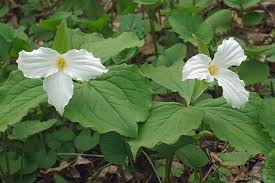 Check spelling or type a new query. 25 Of The Best Early Spring Blooming Flowers Gardener S Path