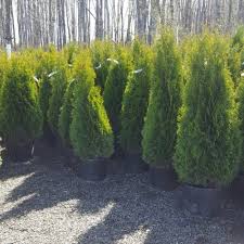 Please be aware that many plants that grow quickly can be devastating to your local ecosystem. 8 Great Plant Options For Privacy Gullo S Garden Center