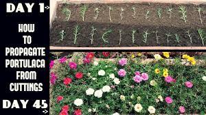 How To Propagate Portulaca Moss Rose From Cuttings With Update Videos Propagating Roses Moss Rose Purslane Planting Roses
