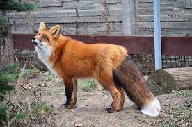 How to keep cats and foxes out of your garden. How To Stop Foxes From Coming Into Your Garden Hankintech