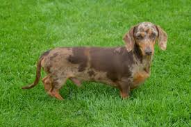 Chocolate based red dapple dachshund. What Are The Coat Patterns Of The Dapple Dachschund