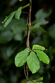 Image result for Dioscorea quartiniana