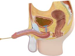 Image result for Urethral Catheterization