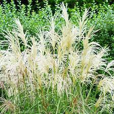 24 Hardy Perennials That Will Add Color To Your Garden Year After Year Ornamental Grasses Perennials Clay Soil Plants