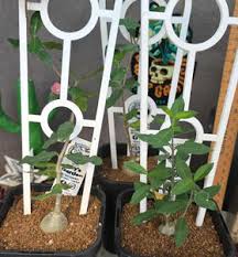 Image result for Fockea angustifolia