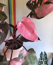 Plants Philodendron Pink Princess Edenmcr Indoor Plant Shop In 2020 House Plants Philodendron Plant Plants