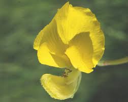 Image result for Aeschynomene pfundii