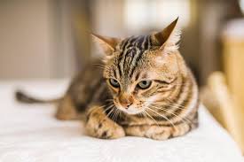 The national association of insurance commissioners (naic) is led by the insurance. Pet Insurance In New Hampshire Compare Top Companies View Rates