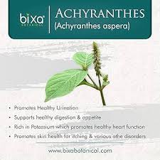 Image result for Achyranthes aspera