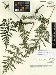 Image result for Triplophyllum protensum