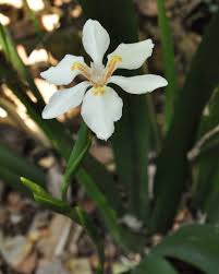 Image result for Dietes
