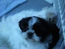 Uptown puppies offers a free puppy finder service that connects responsible, ethical breeders with responsible, ethical buyers in oregon. Shih Tzu Puppies For Sale Youtube