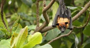 What you should do if you find a hurt fruit bat. Bats As Pets Better To Leave These Cute Fliers Outside