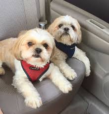 5 Ways To Show Your Dogs You Love Them And A 50 Paypal Cash Giveaway Your Dog Dogs Paypal Cash