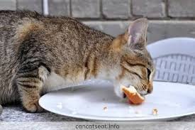 They have some sugars that can be harmful in larger quantities though. Can Cats Eat Bread Or Not All You Need To Know Cats Food Wiki