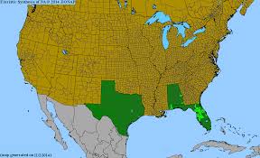 Image result for Eustachys paspaloides