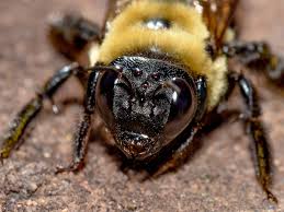 Carpenter bees are not overly aggressive stinging insects. 12 Carpenter Bee Facts You Probably Didn T Learn In School