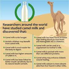 The farm is situated in a remote location in the kalahari where the dry climate is we are committed to bringing you camel milk in the most natural form possible. Camel Milk South Africa Camelmilksa Twitter