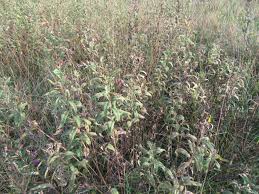 Image result for Vernonia hirsuta