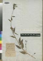 Image result for Pouzolzia guineensis