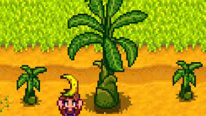 These can be acquired by cracking open a golden coconut found on ginger island or looted from the volcano dungeon. How To Get Banana Trees In Stardew Valley Qmgames