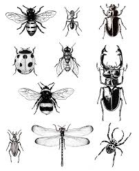 Pin By Code Breaker On Ilustracao Bug Tattoo Insect Tattoo Beetle Tattoo