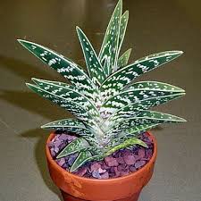 Once out of the old pot, repot the aloe plant in cactus potting mix. 320 Succulents Aloe Ideas Succulents Aloe Plants