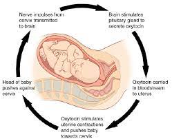 10 7 Homeostasis And Feedback Biology Libretexts