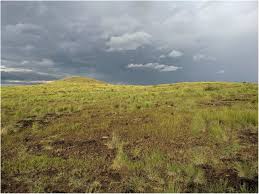 Image result for Tetrapogon tenellus