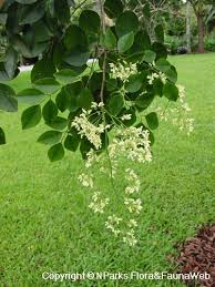 Image result for Dalbergia martinii