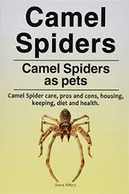 They are known for having two humps on their backs, long necks, and usually living in desert or arid actually, they have a lifespan or 40 years , and even managing to live more when they kept in captivity or a sanctuary. Camel Spiders Camel Spiders As Pets Camel Spider Care Pros And Cons Housing Keeping Diet And Health Buy Online In Bahamas At Bahamas Desertcart Com Productid 149581437