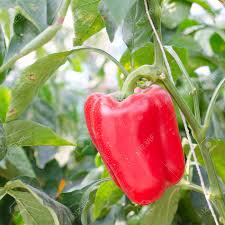 Hier erfährst du wie du paprika selbst. Rote Paprika Wachst Im Garten Lizenzfreie Fotos Bilder Und Stock Fotografie Image 69419994