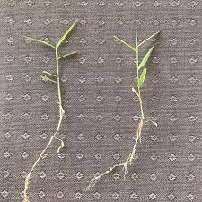 The basics of nimblewill and bermudagrass identification are discussed in this excerpt from a 'turfgrasss tuesday webinar' featuring dr. Is This Nimblewill Or Bermuda Or Something Else 410467 Ask Extension