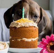 Oh yeah, and the best part is there's no baking. 14 Dog Birthday Cake Cupcake Homemade Recipes Playbarkrun