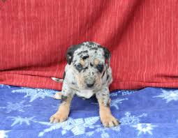 Two beautiful female queensland heelers looking for their forever home. Craigslist Blue Heeler Puppies For Sale Off 51 Www Usushimd Com