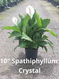 Vernacular names edit wikidata 'category:spathiphyllum' linked to current category [edit wikidata 'spathiphyllum'. Spathiphyllum Crystal Foliage Plants