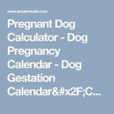 Dog Pregnancy Information