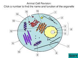 Check spelling or type a new query. Cell Structure And Function Ppt Download