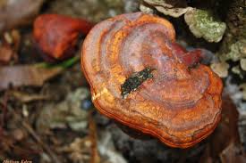 Image result for Ganoderma curtisii