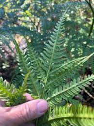 Image result for Pteris tripartita