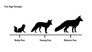 A lion that lives in captivity can live for up to 25 years. How Long Do Foxes Live Life Span Of A Fox All Things Foxes