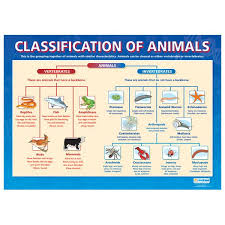 Animal Classifications Chart