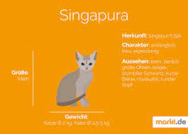 Allerdings mögen sie es, mit einer weichen bürste massiert zu werden, und. Rasseportrait Der Singapura Markt De
