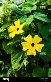 Image result for Thunbergia fischeri